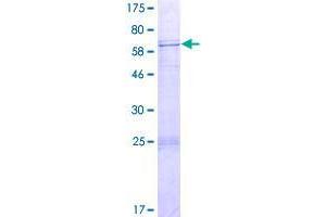 Image no. 1 for Spermatogenesis Associated 22 (SPATA22) (AA 1-363) protein (GST tag) (ABIN1321103)