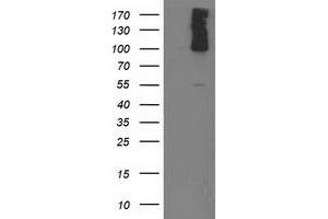 Western Blotting (WB) image for anti-phosphodiesterase 2A, CGMP-Stimulated (PDE2A) antibody (ABIN1500079) (PDE2A anticorps)