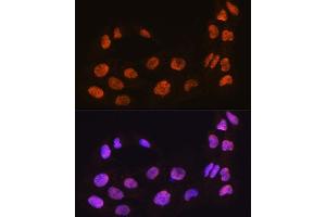 Immunofluorescence analysis of C6 cells using M antibody (ABIN7268410) at dilution of 1:100. (MAML2 anticorps  (AA 750-850))