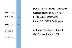 WB Suggested Anti-PLEKHO1  Antibody Titration: 0. (PLEKHO1 anticorps  (N-Term))