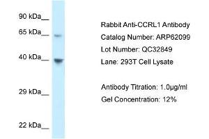 Western Blotting (WB) image for anti-Chemokine (C-C Motif) Receptor-Like 1 (CCRL1) (C-Term) antibody (ABIN2789016) (CCRL1 anticorps  (C-Term))