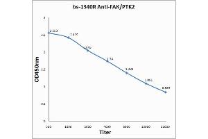 Antigen: 0. (FAK anticorps  (AA 901-1052))