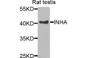 Western blot analysis of extracts of rat testis, using INHA antibody. (Inhibin alpha anticorps)