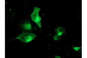 Anti-TBCC mouse monoclonal antibody (ABIN2455788) immunofluorescent staining of COS7 cells transiently transfected by pCMV6-ENTRY TBCC (RC203563). (TBCC anticorps)
