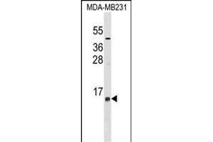 LST1 Antibody (Center) (ABIN1537970 and ABIN2849022) western blot analysis in MDA-M cell line lysates (35 μg/lane). (LST1 anticorps  (AA 19-47))