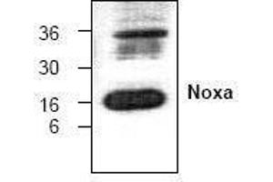 Image no. 1 for anti-Phorbol-12-Myristate-13-Acetate-Induced Protein 1 (PMAIP1) antibody (ABIN127296) (NOXA anticorps)