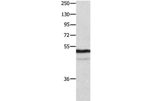 Western Blot analysis of Mouse thymus tissue using NAP1L1 Polyclonal Antibody at dilution of 1:1000 (NAP1L1 anticorps)