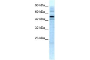 Western Blotting (WB) image for anti-Stonin 1 (STON1) antibody (ABIN2460240) (STON1 anticorps)