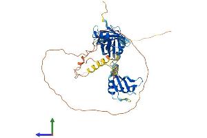 AlphaFold protein structure predicition of Mouse Recombinant Celf6 Protein, UniprotID Q7TN33