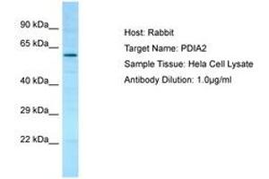 Image no. 1 for anti-Protein Disulfide Isomerase Family A, Member 2 (PDIA2) (AA 111-160) antibody (ABIN6750065) (PDIA2 anticorps  (AA 111-160))