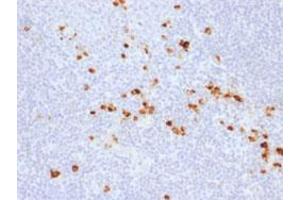 Immunohistochemical staining (Formalin-fixed paraffin-embedded sections) of human tonsil with IgG recombinant monoclonal antibody, clone IG507R .