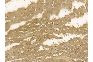 AFM Mouse Monoclonal Antibody at 1/100 staining rat heart tissue by IHC-P. (Afamin anticorps)