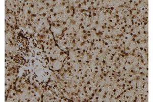 ABIN6279637 at 1/100 staining Rat liver tissue by IHC-P. (OAZ2 anticorps  (Internal Region))