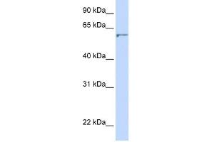 DHCR24 antibody used at 1 ug/ml to detect target protein.