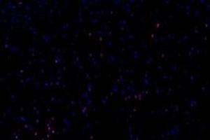 Immunofluorescent analysis of paraformaldehyde-fixed mouse brain using,GDF6 (ABIN7074132) at dilution of 1: 650