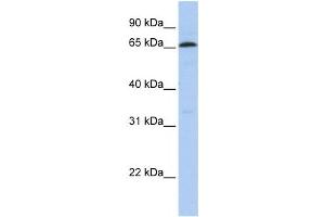 Western Blotting (WB) image for anti-ZINC FINGER PROTEIN 136 (ZNF136) antibody (ABIN2458165) (ZNF136 anticorps)