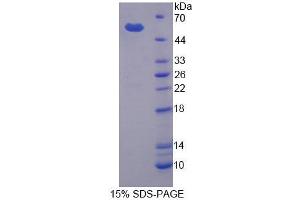 SDS-PAGE analysis of Cow MMP3 Protein. (MMP3 Protéine)
