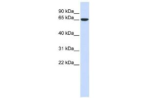 Western Blotting (WB) image for anti-Cytoskeleton-Associated Protein 4 (CKAP4) antibody (ABIN2459050) (CKAP4 anticorps)