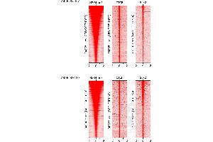 CUT&RUN data from three experiments using 100,000 mouse ES cells immobilized on 10 µL Magnetic ConA Beads (Agarose) ABIN6952467 (top) or CUT&RUN Concanavalin A Beads ABIN6923139 (bottom) using an H3K4me3 antibody, a CTCF antibody, or a Sox2 antibody.
