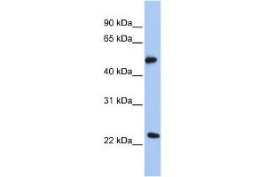 WB Suggested Anti-POFUT2 Antibody Titration:  0. (POFUT2 anticorps  (N-Term))