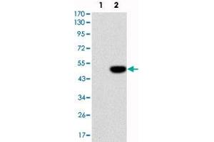 Western blot analysis using IL1B monoclonal antibody, clone 3A6  against HEK293 (1) and IL1B-hIgGFc transfected HEK293 (2) cell lysate. (IL-1 beta anticorps)