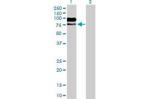 Western Blot analysis of MAG expression in transfected 293T cell line by MAG MaxPab polyclonal antibody.