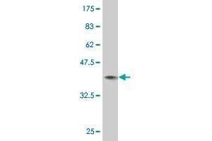 Western Blot detection against Immunogen (36.
