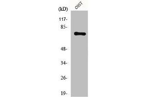 Western Blot analysis of COS7 cells using Netrin-1 Polyclonal Antibody (Netrin 1 anticorps  (C-Term))