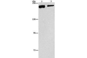 Western Blot analysis of NIH/3T3 and hela cell using CLTC Polyclonal Antibody at dilution of 1:300