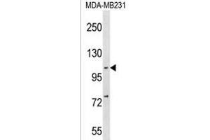 NFKB(p105) Antibody (C-term ) (ABIN1537650 and ABIN2838149) western blot analysis in MDA-M cell line lysates (35 μg/lane).