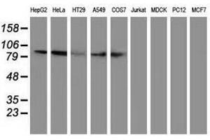 Image no. 7 for anti-Gephyrin (GPHN) antibody (ABIN1498424)