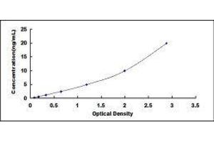 ELISA image for Cytochrome P450, Family 1, Subfamily A, Polypeptide 2 (CYP1A2) ELISA Kit (ABIN433558)
