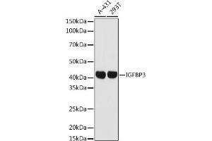 Western blot analysis of extracts of various cell lines, using IGFBP3 antibody (ABIN7267908) at 1:1000 dilution.