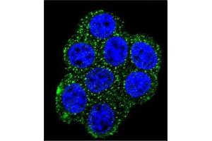 Confocal Immunofluorescent analysis of SDHD Antibody (N-term) Cat.