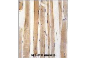 anti-Autophagy related 4A Cysteine Peptidase (ATG4A) (AA 363-392) antibody