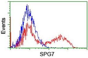 Image no. 2 for anti-Spastic Paraplegia 7 (SPG7) (AA 300-573) antibody (ABIN1491370) (SPG7 anticorps  (AA 300-573))