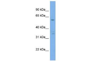 WB Suggested Anti-UBQLN4 Antibody Titration: 0. (UBQLN4 anticorps  (Middle Region))