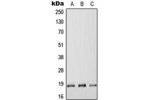 Western blot analysis of RGS17 expression in HEK293T (A), Raw264.