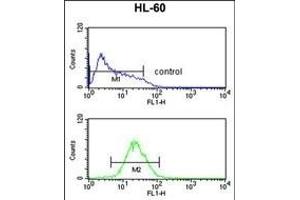 TNFRSF14 Antibody (Center) (ABIN653038 and ABIN2842652) flow cytometric analysis of HL-60 cells (bottom histogram) compared to a negative control cell (top histogram). (HVEM anticorps  (AA 210-236))