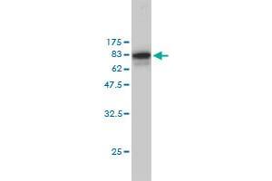Western Blot detection against Immunogen (58.