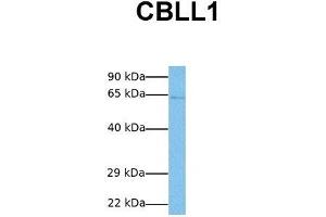 Host:  Rabbit  Target Name:  CBLL1  Sample Tissue:  Human Jurkat  Antibody Dilution:  1. (CBLL1 anticorps  (C-Term))