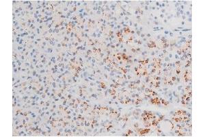 ABIN6267526 at 1/200 staining Human pancreas tissue sections by IHC-P. (GATA4 anticorps  (pSer105))