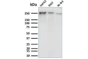 Western Blot Analysis of Human HepG2, K562 and SK-Br3 cell lysates using RNA Poll II Mouse Monoclonal Antibody (8A7). (POLR2A/RPB1 anticorps  (pSer5))