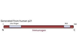 Image no. 1 for anti-Cyclin-Dependent Kinase Inhibitor 1A (p21, Cip1) (CDKN1A) antibody (ABIN967445) (p21 anticorps)