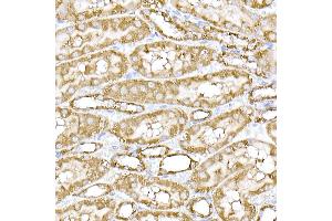Immunohistochemistry of paraffin-embedded mouse spinal cord using SREBP2 Rabbit pAb (ABIN6128781, ABIN6148430, ABIN6148432 and ABIN6216892) at dilution of 1:50 (40x lens). (SREBF2 anticorps  (AA 1-220))
