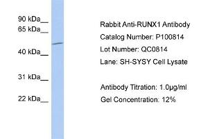 WB Suggested Anti-RUNX1  Antibody Titration: 0.