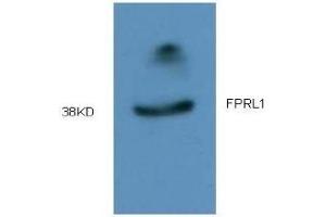 Western Blotting (WB) image for anti-Formyl Peptide Receptor 2 (FPR2) (AA 181-192) antibody (ABIN452644) (FPR2 anticorps  (AA 181-192))