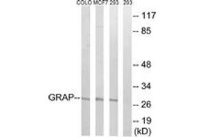 Western blot analysis of extracts from 293/MCF-7/COLO cells, using GRAP Antibody.