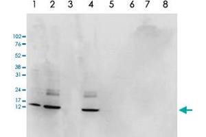 Western Blot analysis of (1) 25 ug whole cell extracts of Hela cells, (2) 15 ug histone extracts of Hela cells, (3) histone extracts after incubation of the antibody with 1 ug of the peptide used for immunisation of the rabbit, (4) histone extracts after incubation of the antibody with a peptide containing a sequence from the central part of the Histone H2AZ protein, (5) 1 ug of recombinant histone H2A, (6) 1 ug of recombinant histone H2B, (7) 1 ug of recombinant histone H3, (8) 1 ug of recombinant histone H4. (H2AFZ anticorps  (C-Term))