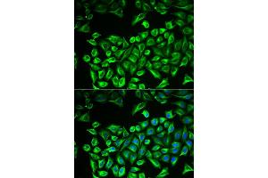Immunofluorescence analysis of A549 cells using HAS3 antibody. (HAS3 anticorps)